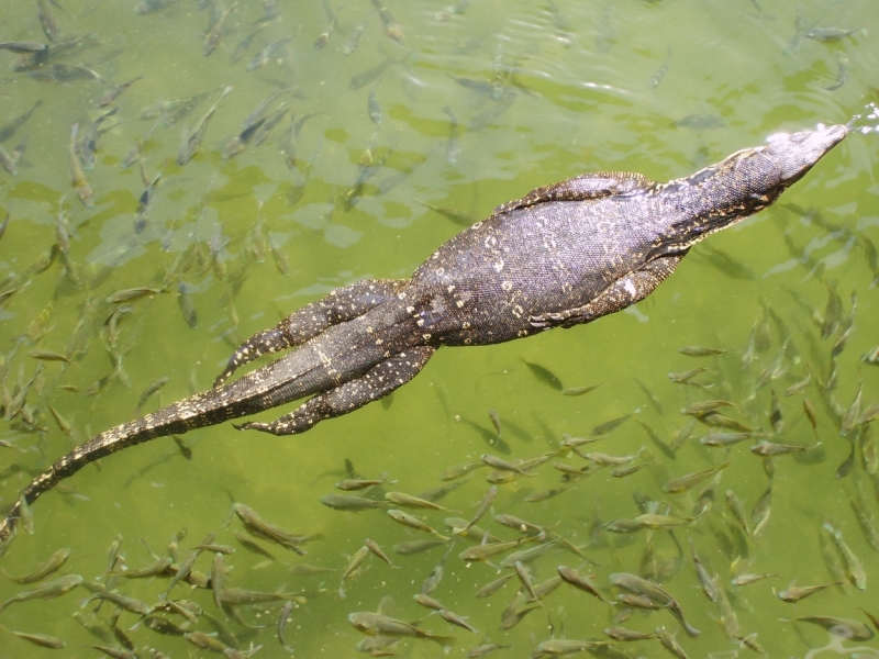 Фотоохота, зоопарки и просто животинки из путешествий - 3