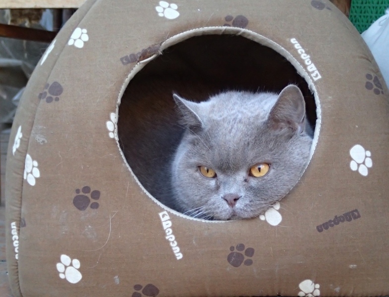 Поговорим о кошках33