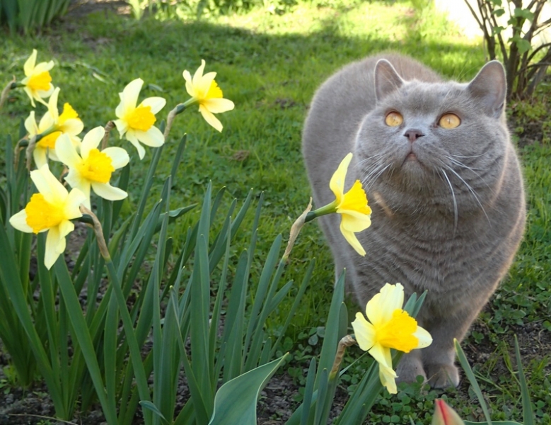 Поговорим о кошках33