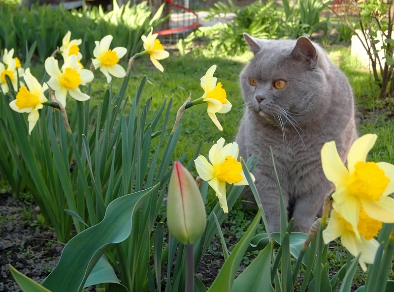 Поговорим о кошках33