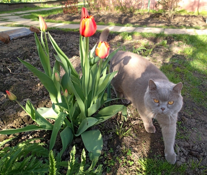 Поговорим о кошках33