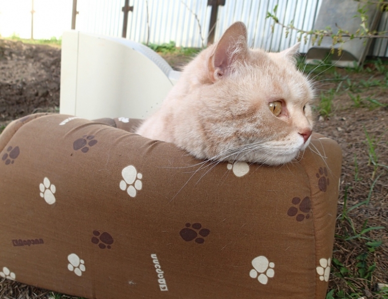 Поговорим о кошках33