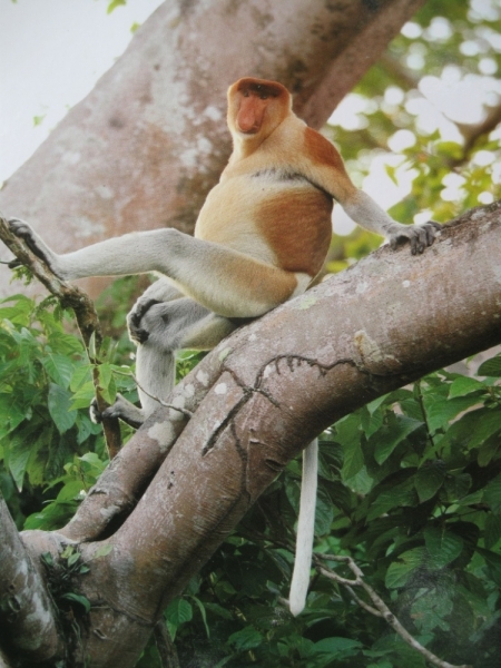 Фотоохота, зоопарки и просто животинки из путешествий - 3