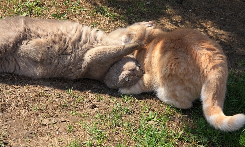 Поговорим о кошках33