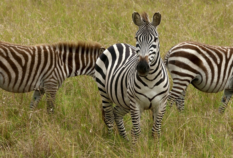 Вожак. (Кения)