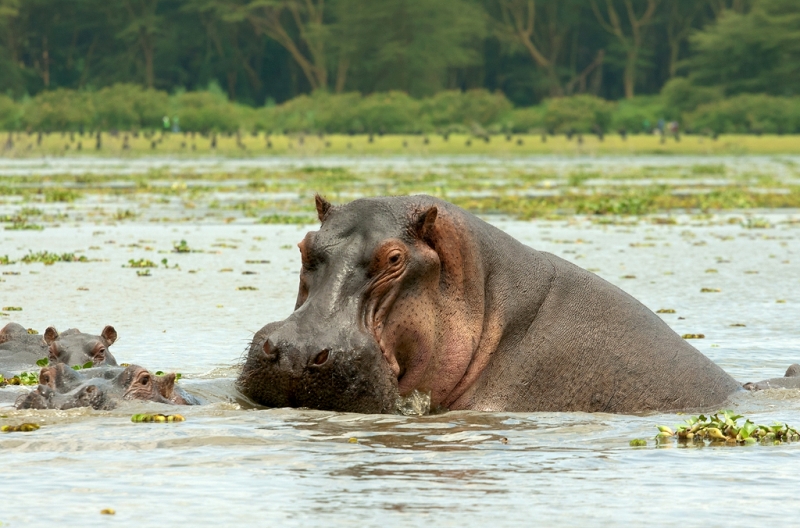 Фотоохота, зоопарки и просто животинки из путешествий - 3