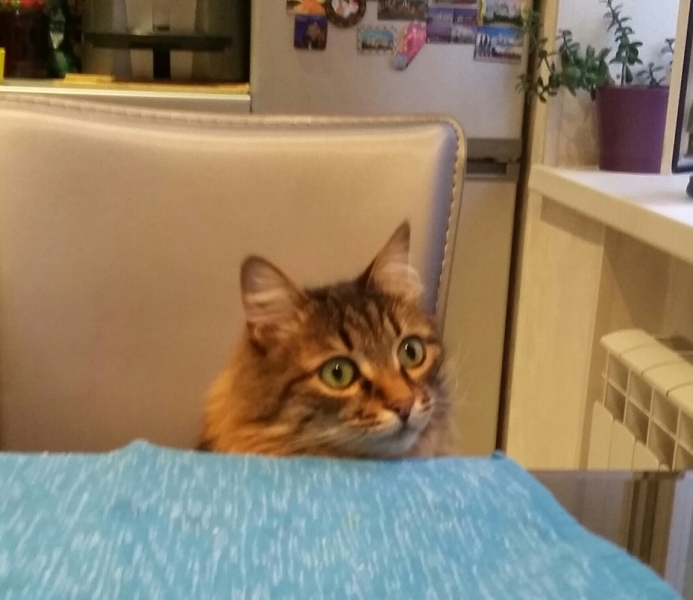 Поговорим о кошках33