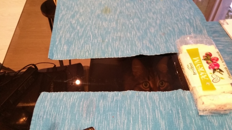 Поговорим о кошках33