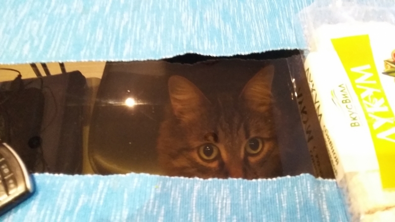 Поговорим о кошках33