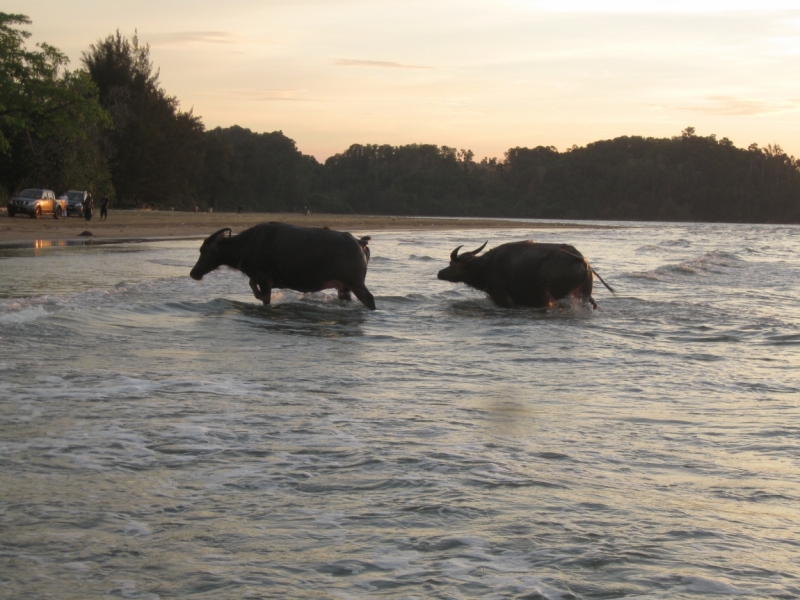 Фотоохота, зоопарки и просто животинки из путешествий - 3