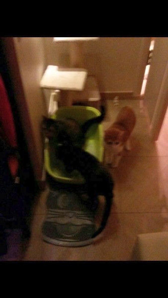 Поговорим о кошках33