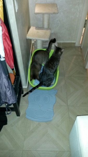 Поговорим о кошках33