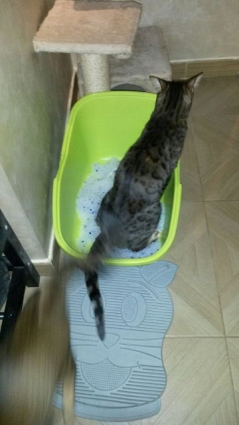 Поговорим о кошках33