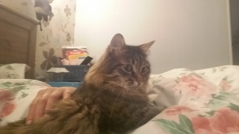 Поговорим о кошках33