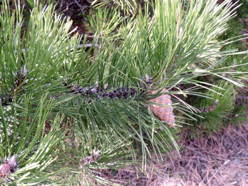 24500 слов про Армению с практическими, лирическими и техническими отступлениями