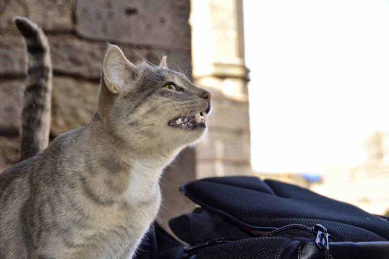 24500 слов про Армению с практическими, лирическими и техническими отступлениями