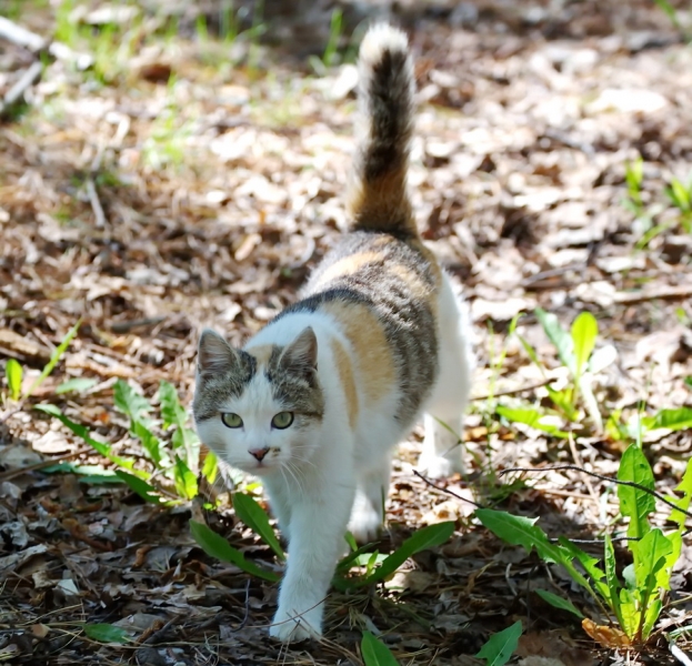 Поговорим о кошках33