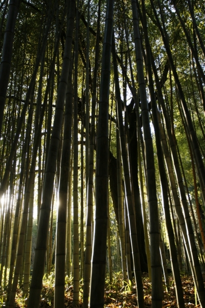 Абхазия. Январские праздники 2012