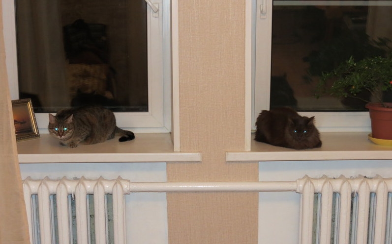 Поговорим о кошках33