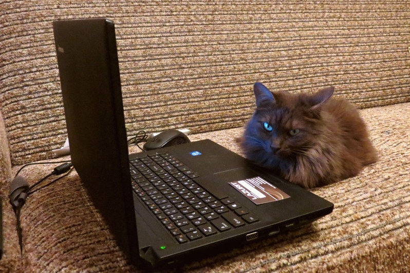 Поговорим о кошках33