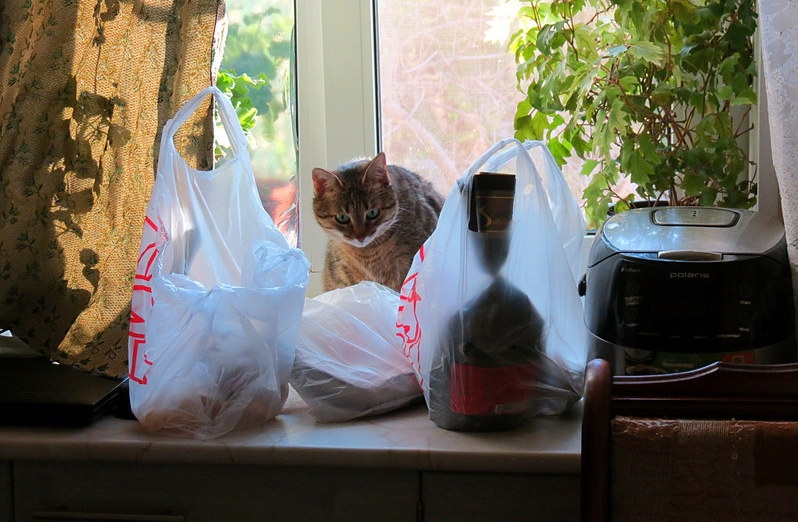 Поговорим о кошках33