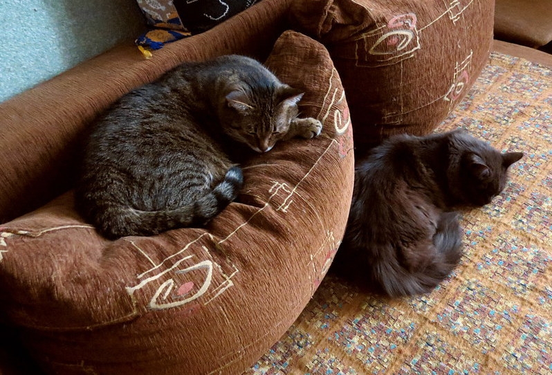 Поговорим о кошках33