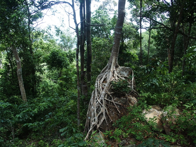 Всего помаленьку. Чианг Рай-Ме Салонг–Фанг–Чианг Май–Ко Тао–Чумпхон–Бангкок