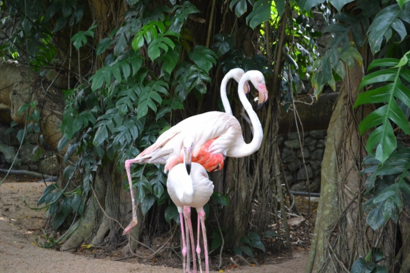 Цейлон или когда утро начинается не с кофе