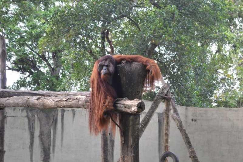 Цейлон или когда утро начинается не с кофе