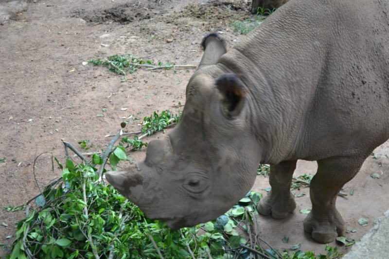 Цейлон или когда утро начинается не с кофе
