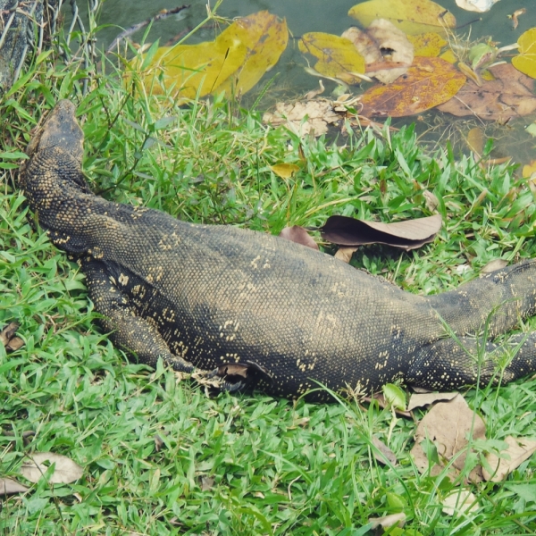 Цейлон или когда утро начинается не с кофе