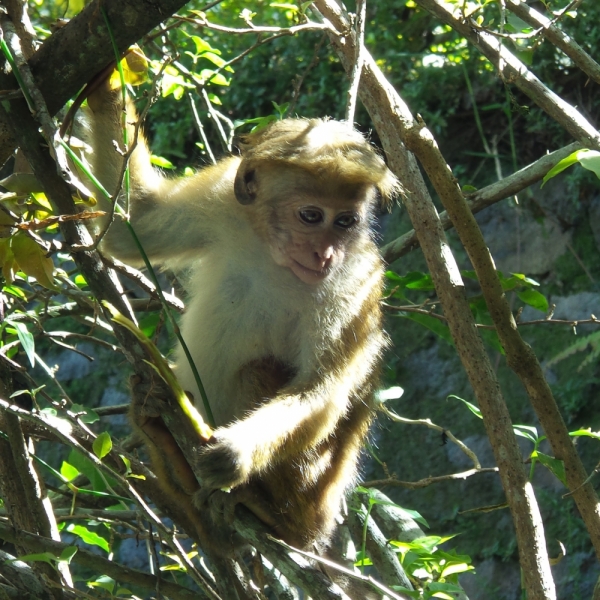 Цейлон или когда утро начинается не с кофе