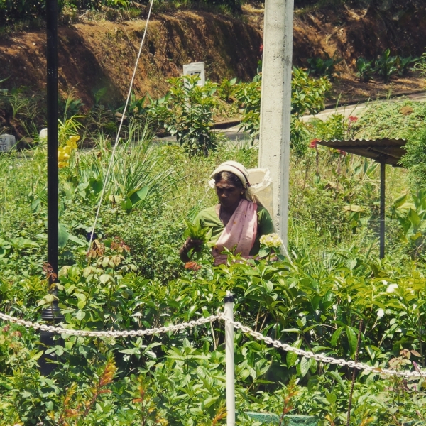 Цейлон или когда утро начинается не с кофе