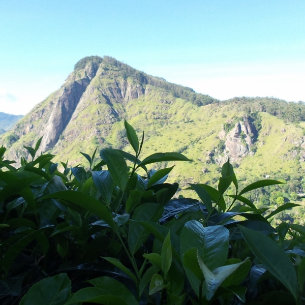 Цейлон или когда утро начинается не с кофе