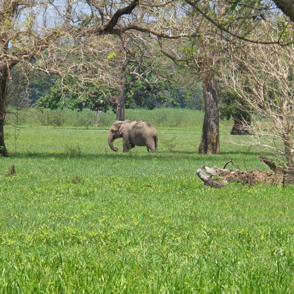 Цейлон или когда утро начинается не с кофе