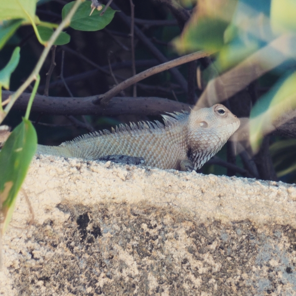 Цейлон или когда утро начинается не с кофе