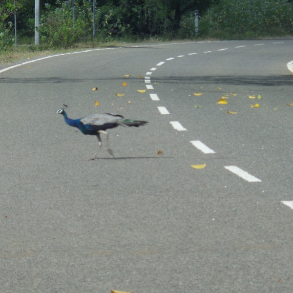 Цейлон или когда утро начинается не с кофе