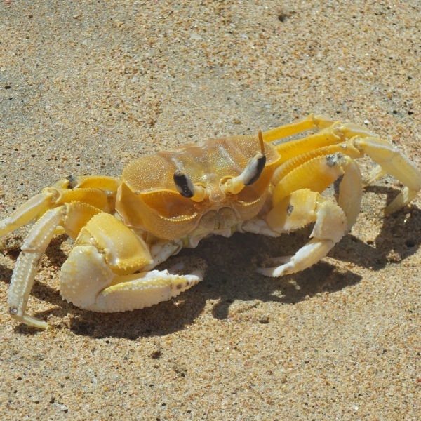 Цейлон или когда утро начинается не с кофе