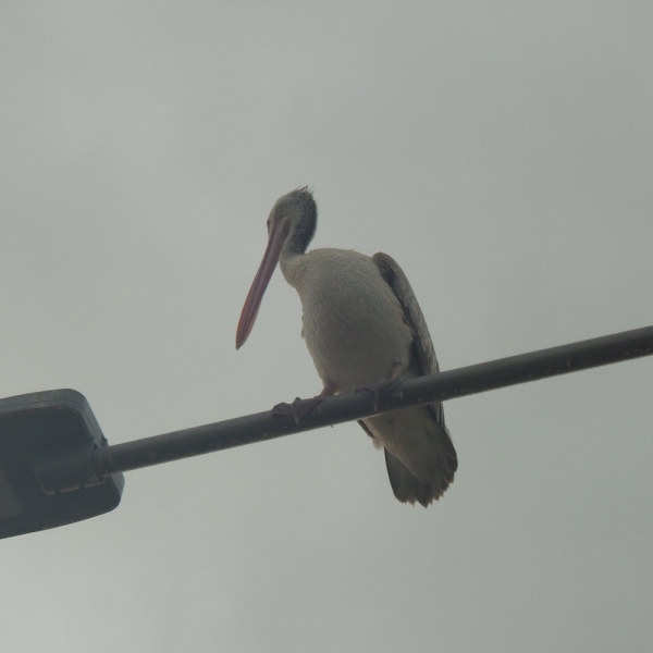 Цейлон или когда утро начинается не с кофе