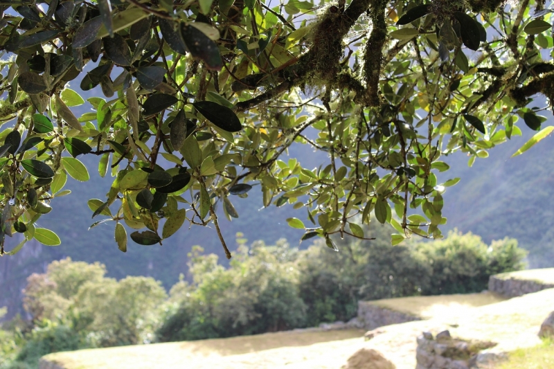 Мачу Пикчу и Каньон Колка. Видео + Фото