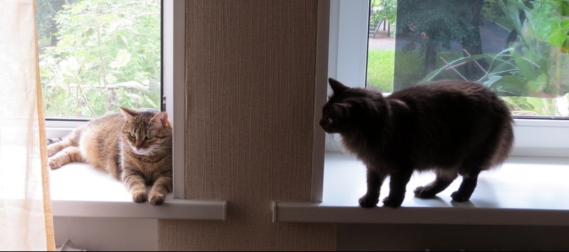 Поговорим о кошках33