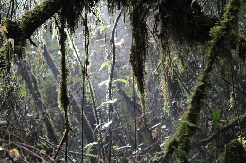 Мачу Пикчу и Каньон Колка. Видео + Фото