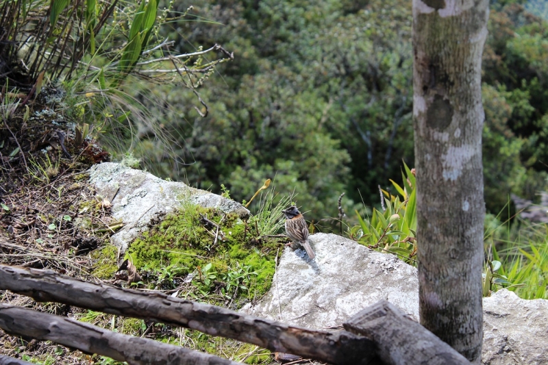 Мачу Пикчу и Каньон Колка. Видео + Фото
