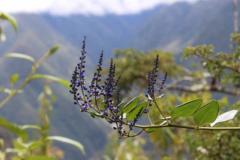 Мачу Пикчу и Каньон Колка. Видео + Фото