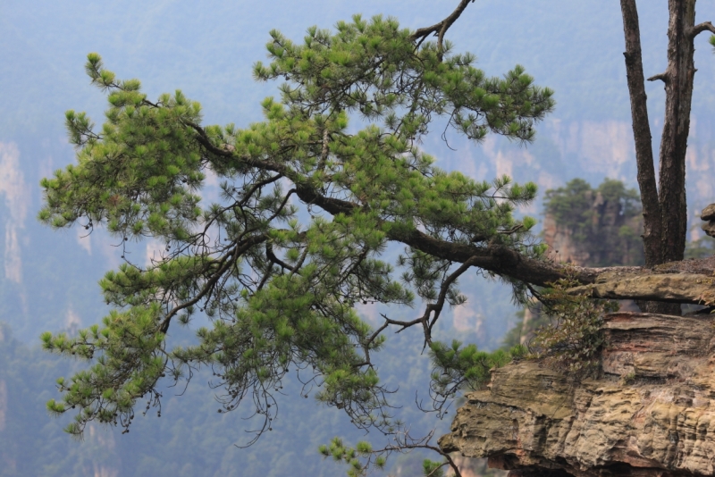 Национальный парк Чжанцзяцзе как добраться