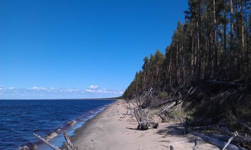 Динозавр в Петроглифах!