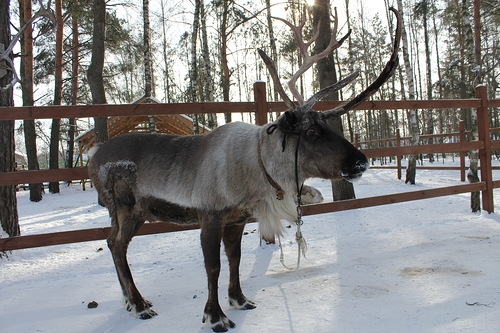 Егорьевск и Оленья ферма.
