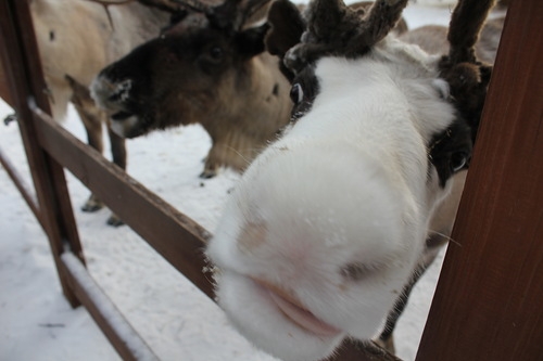 Егорьевск и Оленья ферма.