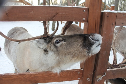 Егорьевск и Оленья ферма.