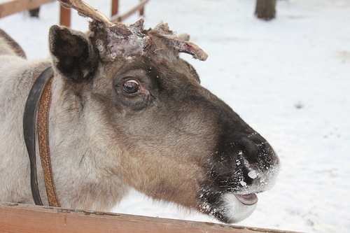 Егорьевск и Оленья ферма.